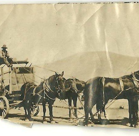Lewis Brewer with mule team