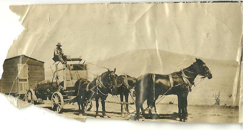 Lewis Brewer with Mule Team in Dade County, Missouri